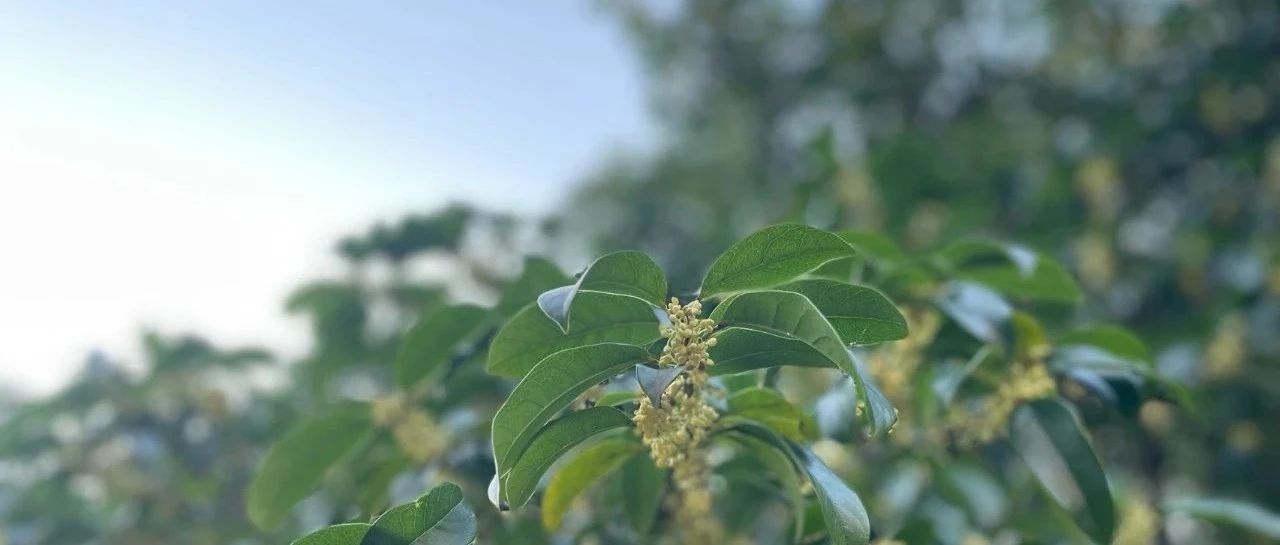 Featured image of post 用 Notion 遭遇了极大的不便