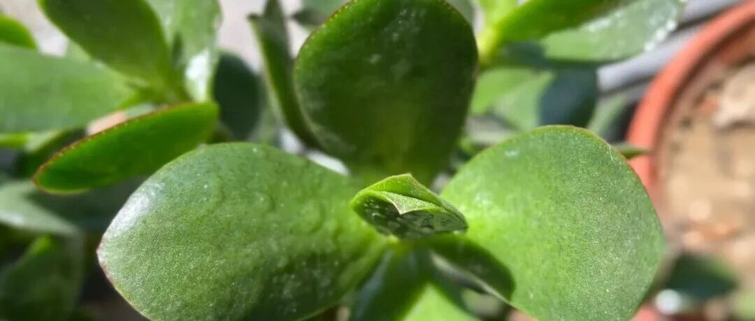 AI 在 2026 年照进现实