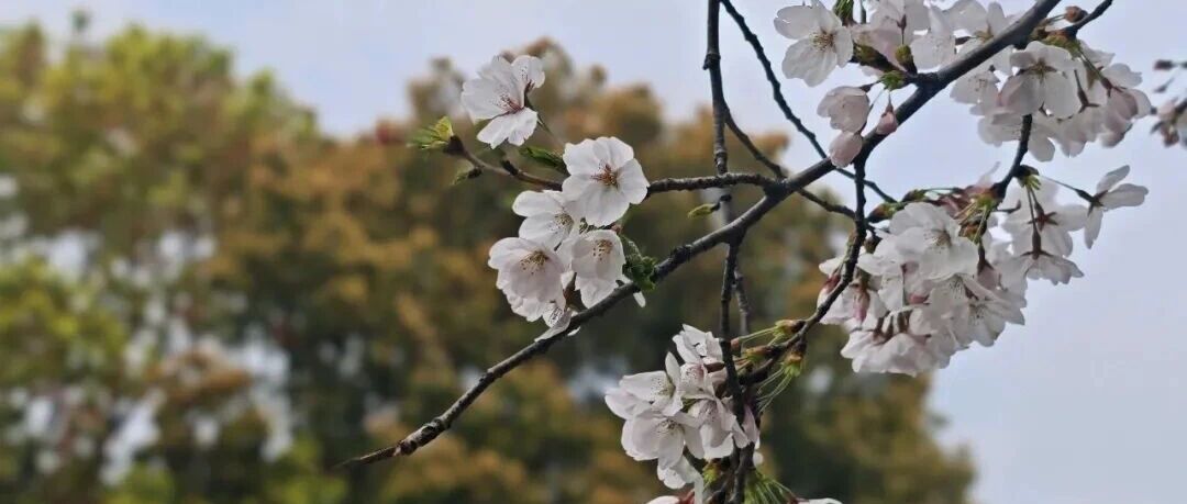 人工智能时代的布雷顿森林体系