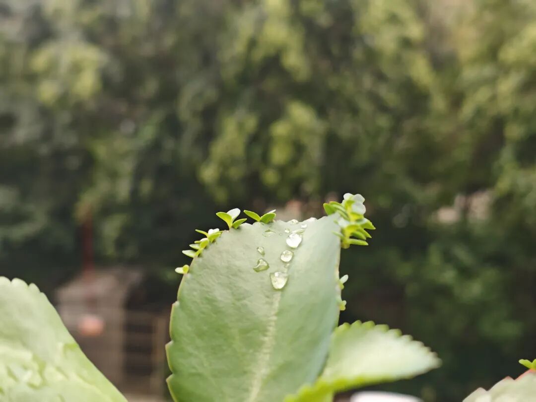 终于找到了那个词——备忘录